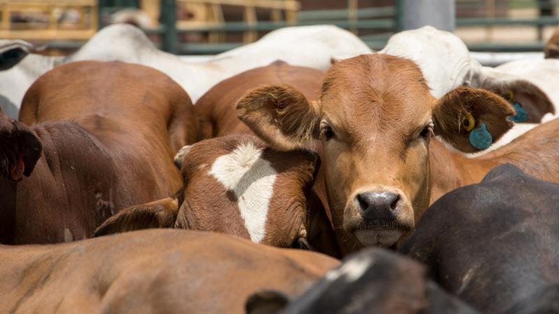 Los Llanos de Aridane celebra una nueva edición de la Feria Agrícola, Artesana y Ganadera